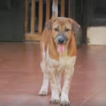 Ginger a rescued dog by Mission Pawsible - Dog Rescue, Rehome, & Adoption in Bali, Indonesia.