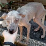 Putih a rescued dog by Mission Pawsible - Dog Rescue, Rehome, & Adoption in Bali.