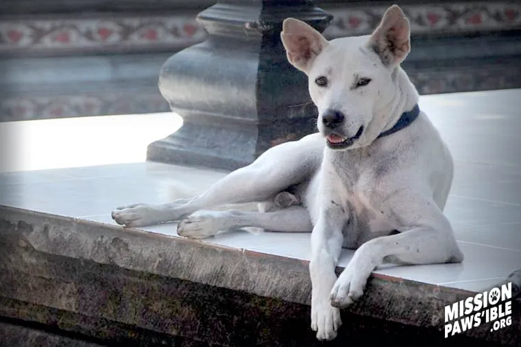 Putih a rescued dog by Mission Pawsible - Dog Rescue, Rehome, & Adoption in Bali.