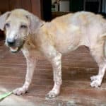 Ginger a rescued dog by Mission Pawsible - Dog Rescue, Rehome, & Adoption in Bali.