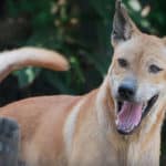 Peanut a rescued dog story by Mission Pawsible - Dog Rescue, Rehome, & Adoption in Bali, Indonesia.