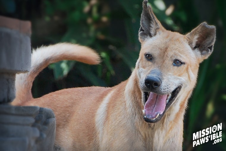 Peanut a rescued dog story by Mission Pawsible - Dog Rescue, Rehome, & Adoption in Bali, Indonesia.