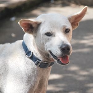 Puthi a rescued dog by Mission Pawsible - Dog Rescue, Rehome, & Adoption in Bali.