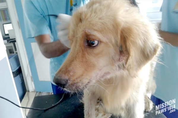 Harvey A Rescued Golden Retriever Dog By Mission Pawsible Dog Rescue Rehome Adoption In Bali Indonesia Mission Pawsible