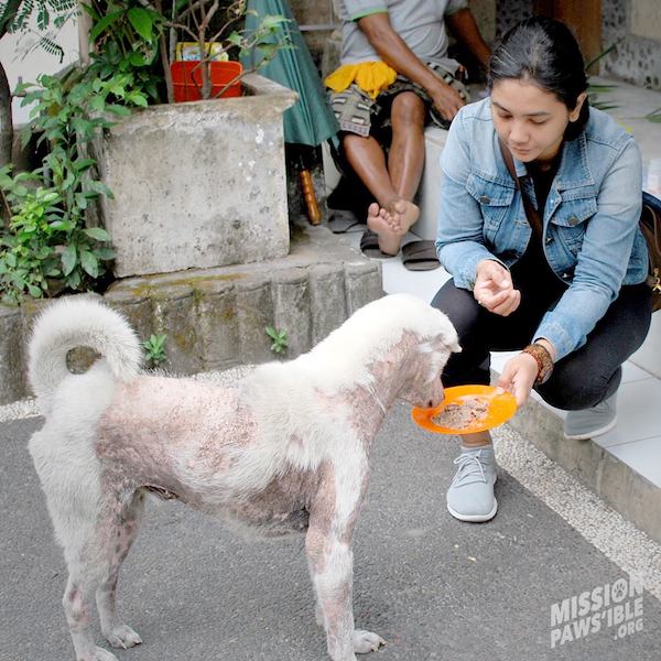 Suro - a rescued dog by Mission Pawsible - Dog Rescue, Rehome, & Adoption in Bali.