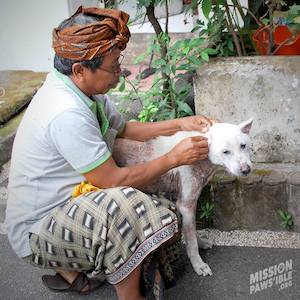 Suro - a rescued dog by Mission Pawsible - Dog Rescue, Rehome, & Adoption in Bali.