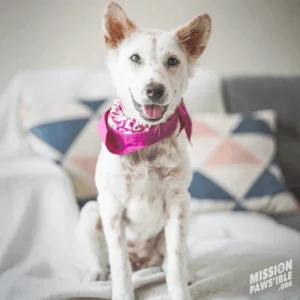 A white and brown dog wearing a pink bandana sits on a couch with geometric-patterned cushions. The text "Mission Paws'ible.org" is in the bottom corner.