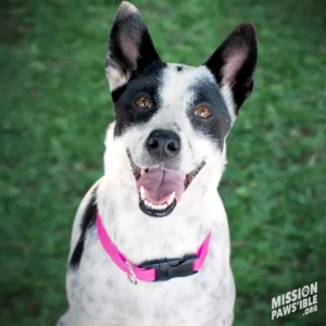 A black and white dog with upright ears and a pink collar is looking up with its mouth open, sitting on grass. The logo "Mission Paws'ible" is in the corner.