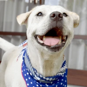 A white dog wearing a blue polka dot bandana looks upwards with its mouth open.