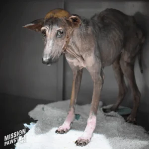 A thin dog with a patchy coat standing on a white blanket in a dimly lit area.