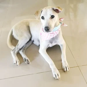 A light-colored dog with a patterned bandana is lying on a tiled floor, looking up.