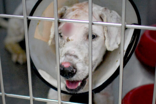 MALTESE-DOG-FOUND-IN-BALI-WITH-HOLE-IN-HER-HEAD-FINALLY-RESCUED-60ae3882ddd0b-png__880