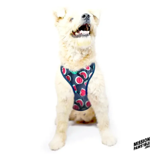 A fluffy white dog wearing a Watermelon Chest Harness sits against a white background, with the "Mission Paws'ible" logo in the corner.