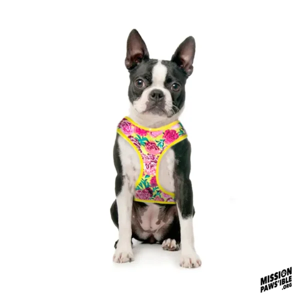 A Boston Terrier is seated against a plain white background, sporting the Flower Power Yellow Chest Harness.