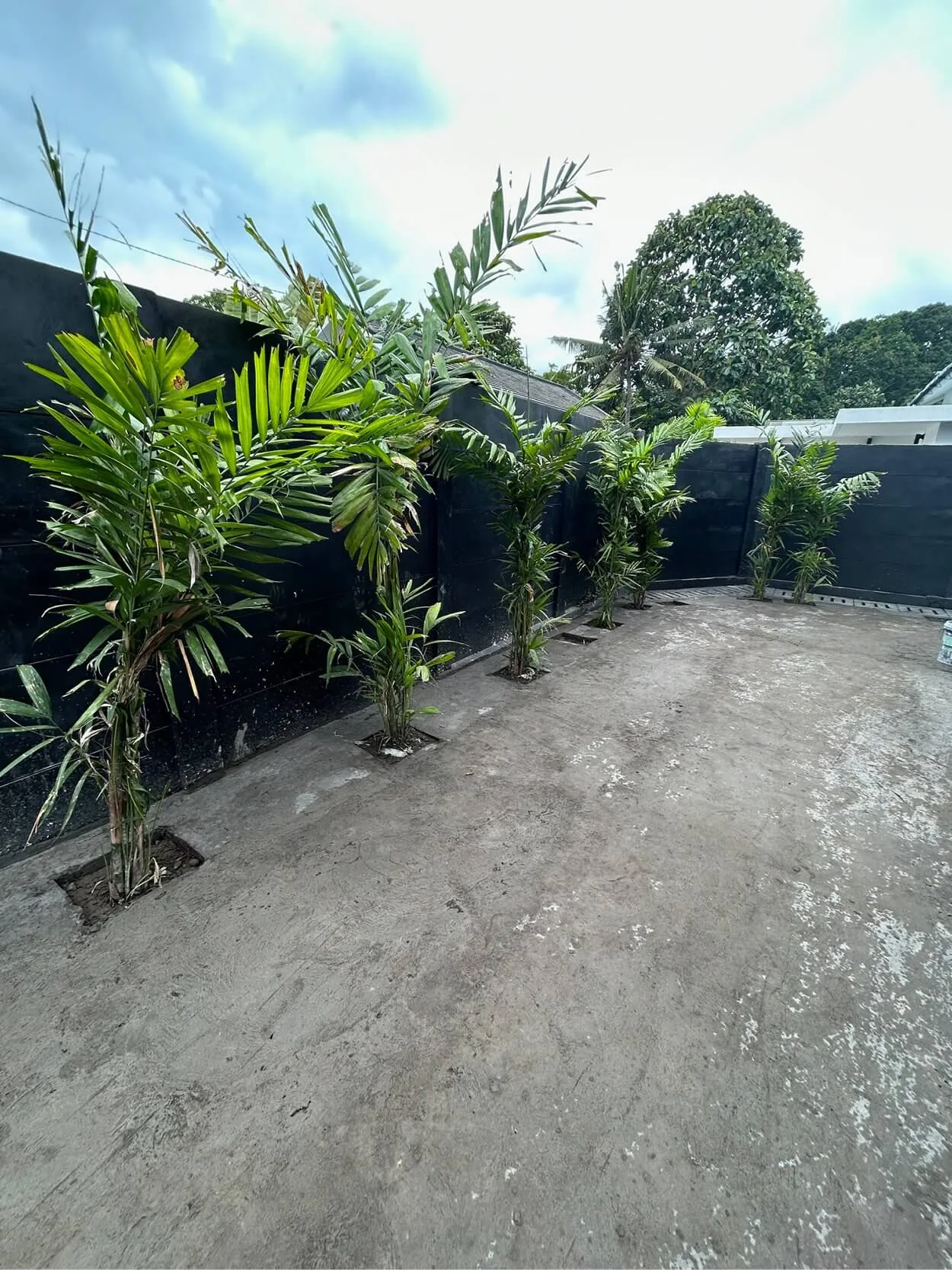 Tall palm plants line a concrete courtyard next to a dark painted wall under a cloudy sky.