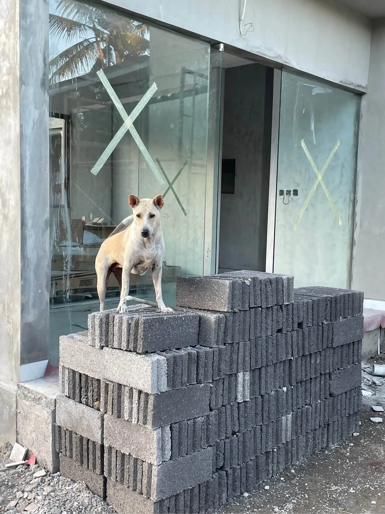 A dog stands on stacked concrete blocks in front of a building with glass doors marked with taped Xs.