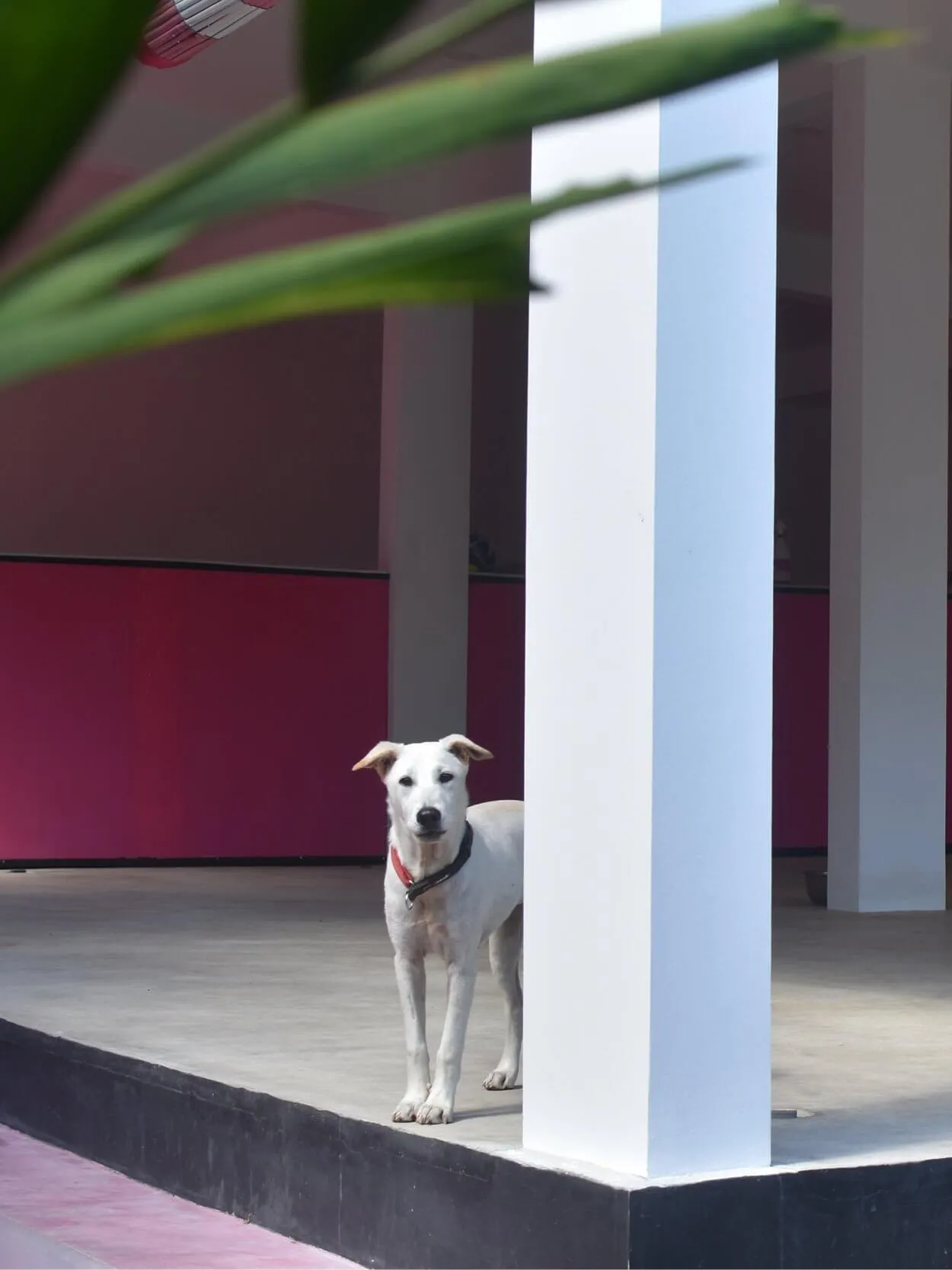 A white dog stands on a concrete floor, partially behind a white pillar, with a red wall in the background.