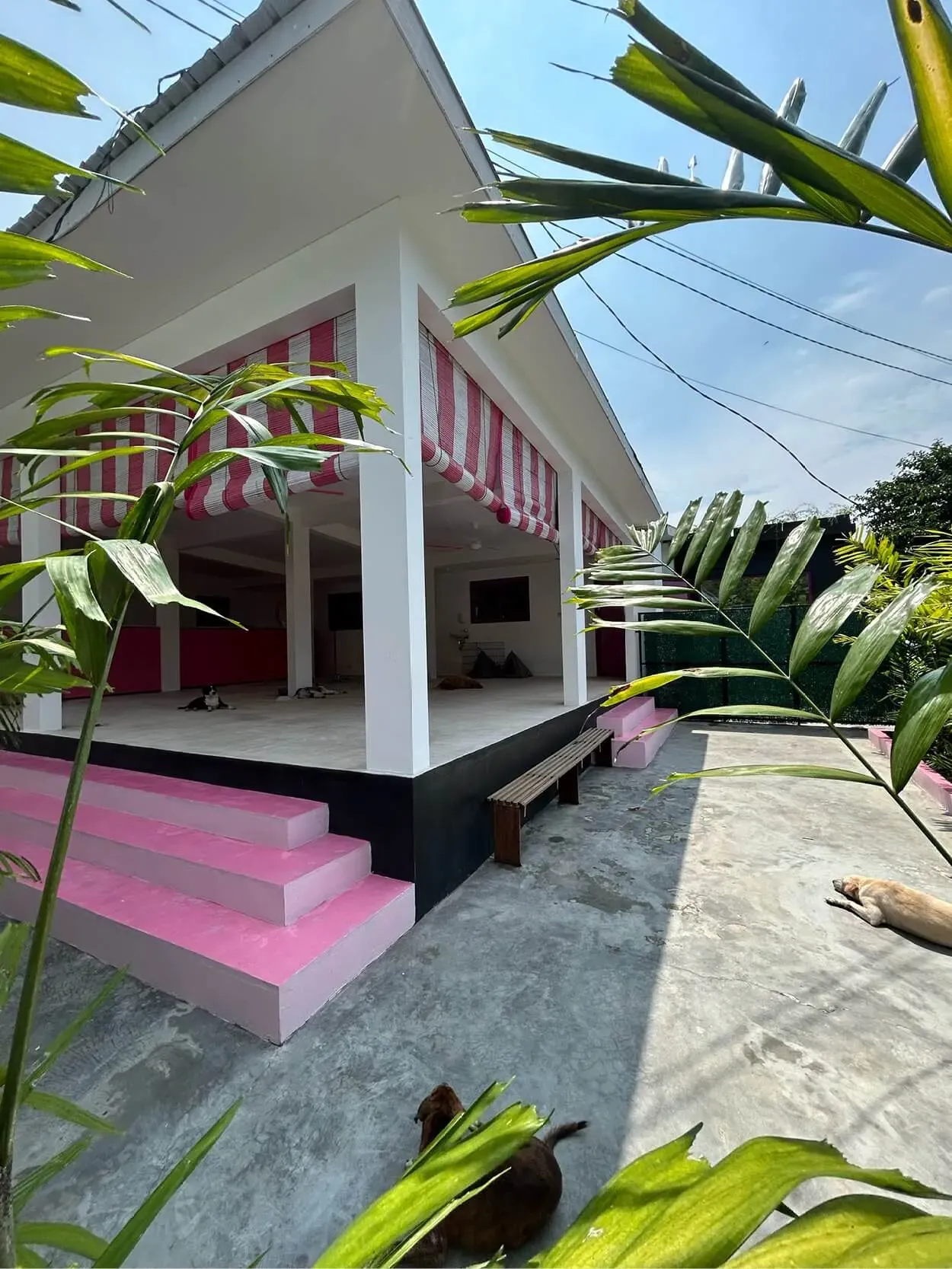 A white house with pink steps and awnings is surrounded by greenery. Two dogs are lying on the ground near the entrance.