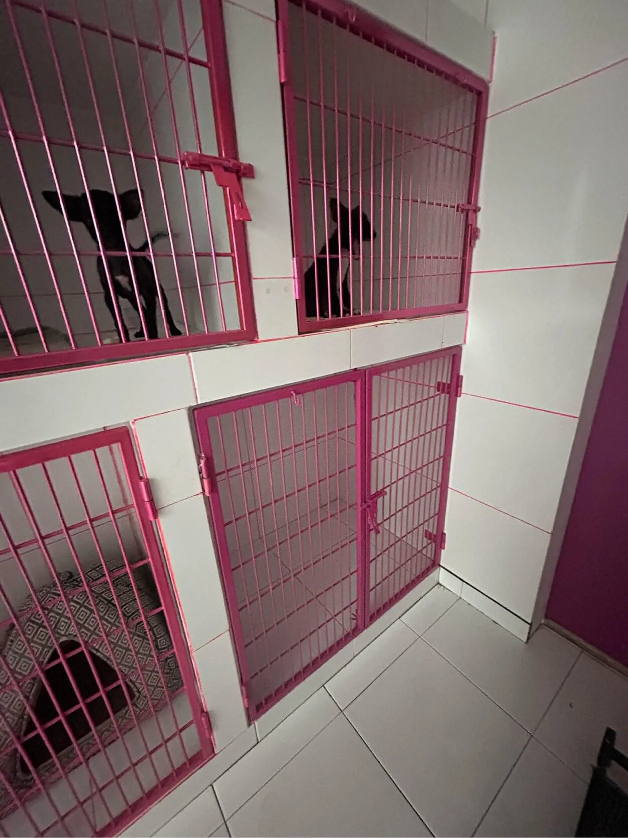 Cages with pink bars inside a facility, with a shadowy silhouette visible in one. White tiled walls and floor are seen.