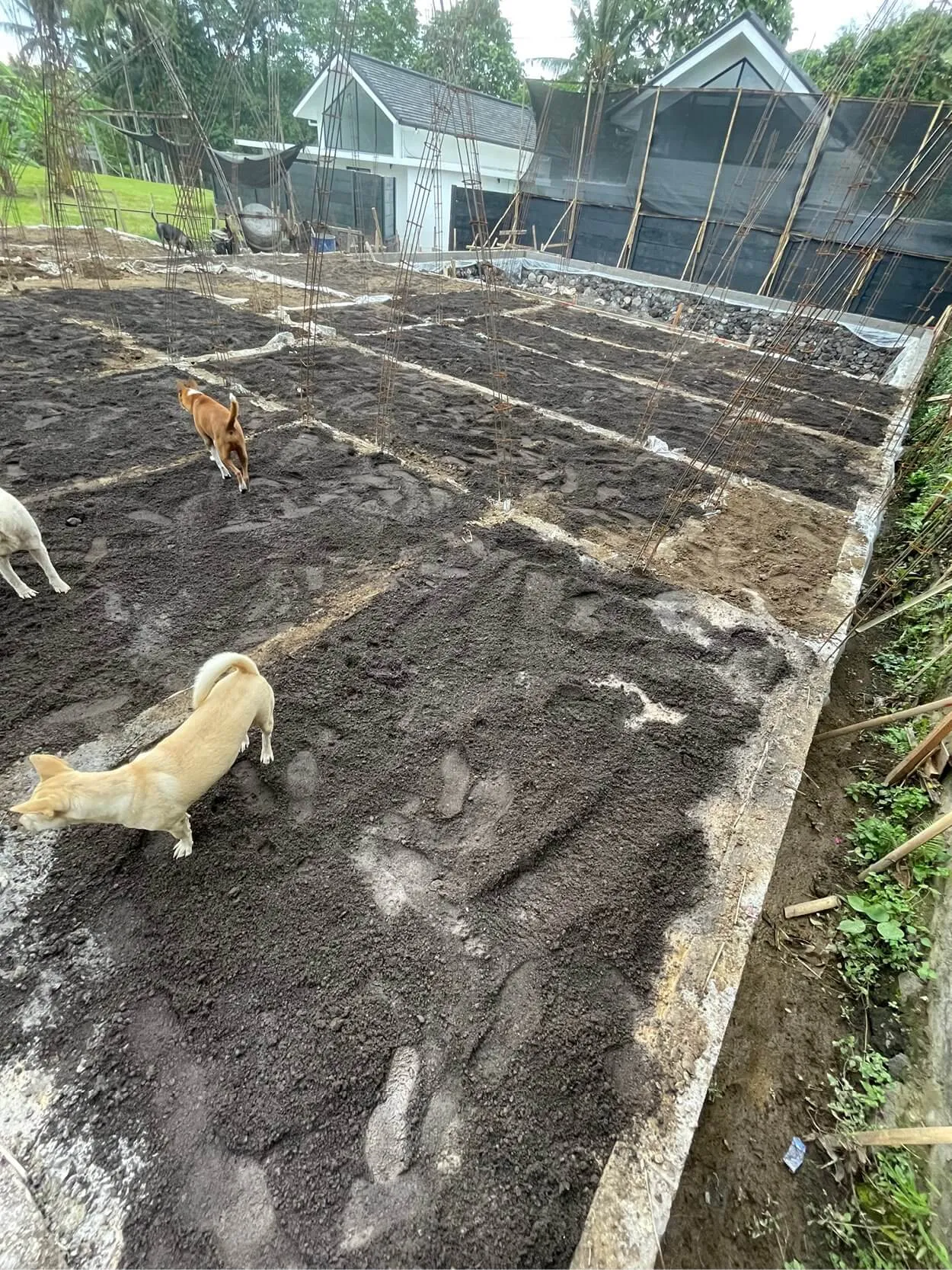 A garden plot with dark soil is prepared for planting, surrounded by a structure of metal rods. Two dogs are walking across the soil. In the background are two small buildings and trees.