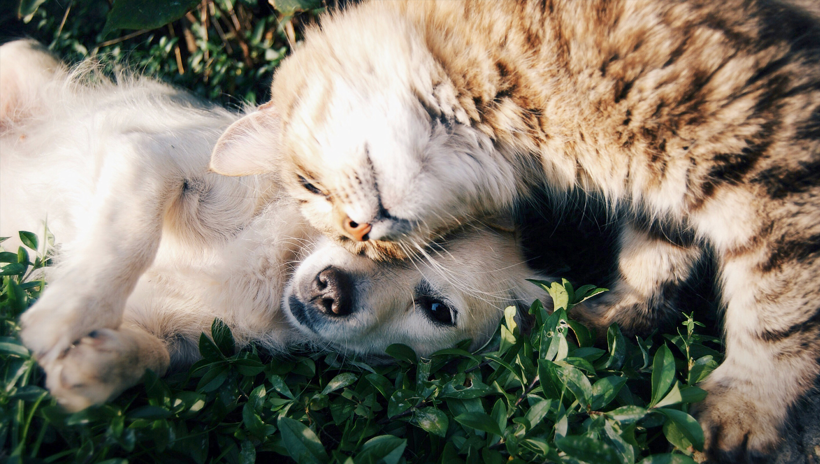 A cat and a dog play together on the grass, with the cat nuzzling the dog's head.