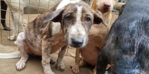 Bali-Russ-dog-animal-charity-in-Bali-Indonesia-1