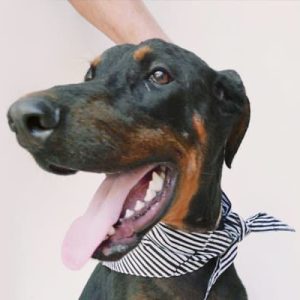 Dobby-rescued-dog-Hero-head-closeup-bandana-smiling