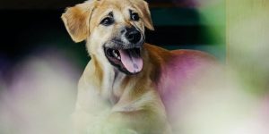 The-Bali-Dog-dog-animal-charity-in-Bali-Indonesia-1