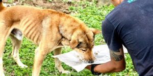 bali-animal-welfare-association-bawa-charities-yayasan-donate-900x643