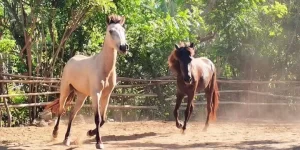 https-www.horsesofgili.com_