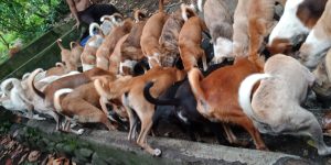 https-::www.nayakasurfschool.com:lombok-camari-dog-shelter