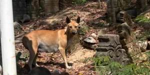 kuta-lombok-dogs-